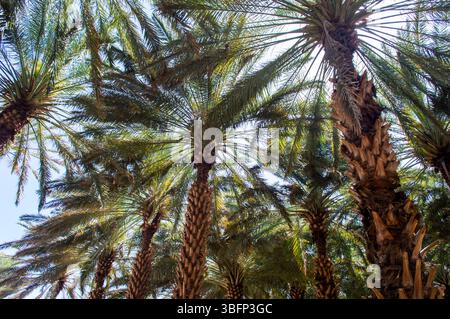 Vista verso l'alto dei sontuosi alberi da dattero presso l'Alula Oasis Heritage Trail dell'Arabia Saudita in una giornata di sole. Foto Stock