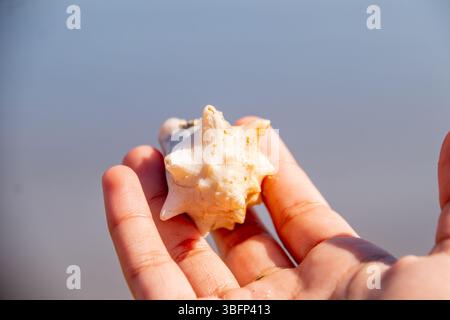 Conchiglie sulla spiaggia di Moreninha a Rio de Janeiro, Brasile. Foto Stock