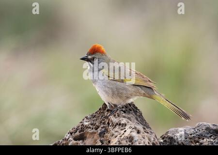 Towhee dalla coda verde (Pipilo chlorurus) arroccato su una roccia vulcanica Foto Stock