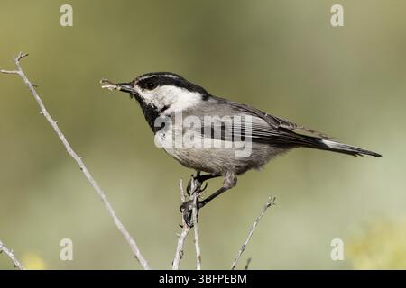 Un pezzetto di montagna (Poecile gambeli) ha catturato un insetto . Foto Stock