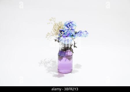 Fiori azzurri secchi e gypsophila bianca in un vaso di vetro con acqua viola su sfondo bianco, fiori antichi Foto Stock