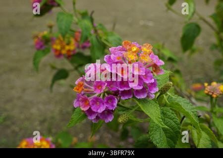 Colorato fiore di Lantana delle Indie occidentali Foto Stock