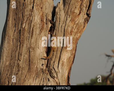 Gli scoiattoli di alberi, (scoiattolo del cespuglio di Smith) sono comuni nel delta dell'Okavango, spesso visti a terra ma rapidamente trasportati agli alberi per sicurezza. Foto Stock