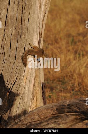 Gli scoiattoli di alberi, (scoiattolo del cespuglio di Smith) sono comuni nel delta dell'Okavango, spesso visti a terra ma rapidamente trasportati agli alberi per sicurezza. Foto Stock