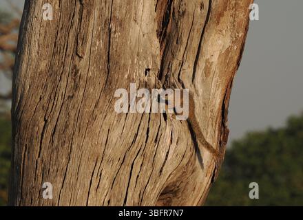 Gli scoiattoli di alberi, (scoiattolo del cespuglio di Smith) sono comuni nel delta dell'Okavango, spesso visti a terra ma rapidamente trasportati agli alberi per sicurezza. Foto Stock