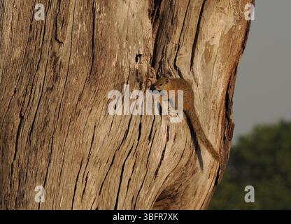Gli scoiattoli di alberi, (scoiattolo del cespuglio di Smith) sono comuni nel delta dell'Okavango, spesso visti a terra ma rapidamente trasportati agli alberi per sicurezza. Foto Stock