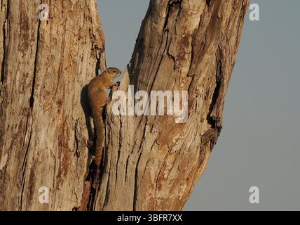 Gli scoiattoli di alberi, (scoiattolo del cespuglio di Smith) sono comuni nel delta dell'Okavango, spesso visti a terra ma rapidamente trasportati agli alberi per sicurezza. Foto Stock