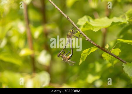 Coppia di accoppiamenti con la libellula smeraldo - Cordulia aenea Foto Stock