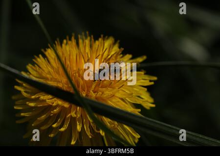 Piccola ape sul dente di leone giallo brillante nel giardino Foto Stock