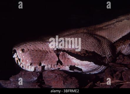 Boa comune, Boa costrittore, Boidae Foto Stock