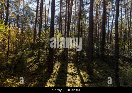 Pini alti e altri tipi di alberi con fogliame di arancio in autunno, fogliame di alberi che crescono selvaggi nella foresta dell'Europa orientale Foto Stock