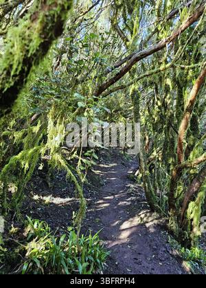 Sentiero coperto di muschio che si snoda attraverso la fitta foresta di alloro del Parco rurale di Anaga, Tenerife, Isole Canarie, Spagna Foto Stock