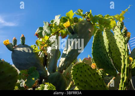 Cactus di fichi d'India con fiori gialli, frutti commestibili e piccole lumache sui suoi tamponi, intrecciati con vite su un cielo blu brillante. Foto Stock