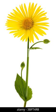 Grande fiore di leopardo isolato su sfondo bianco Foto Stock