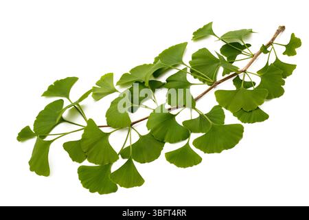 Il Ginkgo biloba ramo con foglie isolato su bianco Foto Stock