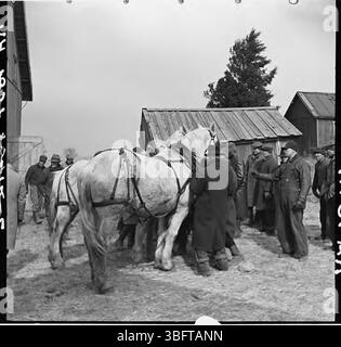 Questa immagine cattura l'asta di una squadra di cavalli durante la vendita finale della fattoria di Frank Sheroan. I cavalli sono stati messi all'asta come parte dei beni della fattoria, segnando un momento significativo nella chiusura della fattoria. Foto Stock