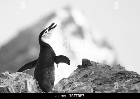 Un pinguino Chinstrap per adulti singolo (Pygoscelis AntarcticusIn) in Una rookery coperta di roccia con Una montagna coperta di neve sullo sfondo. Antartide Foto Stock