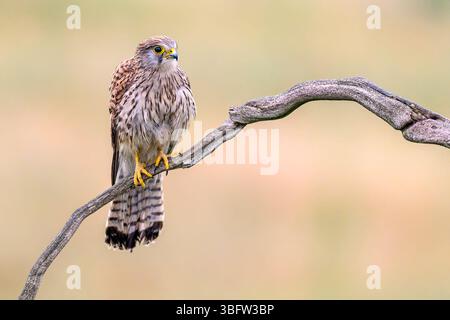 Gheppio comune (Falco tinnunculus, femmina) di Tiszaalpár, Ungheria. Foto Stock