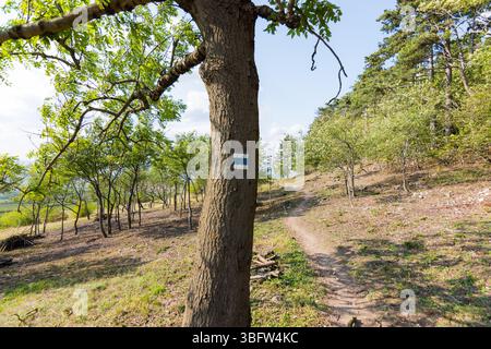 Segno turistico sull'albero, vicino al sentiero nel parco nazionale. Foto Stock