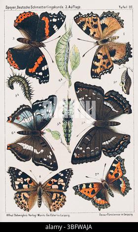 Adolf Speyer - Collezione Butterfly - c1880 Foto Stock