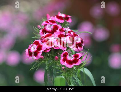Un primo piano di fiori dolci William (Dianthus barbatus), in estate. Foto Stock