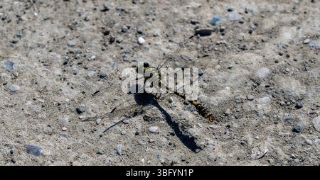 Dragonfly ad anello dorato, Cordulegaster boltonii a Benje, Permet, Albania Foto Stock