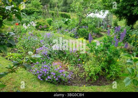 Fiori, cespugli di frutta e orto nel maggio giugno 2025 con serra Carmarthenshire Galles Regno Unito KATHY DEWITT Foto Stock