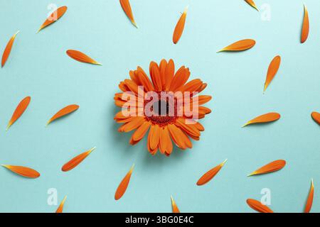 Fiori di gerbera arancione con petali su sfondo blu. Composizione floreale, piatto, vista dall'alto Foto Stock