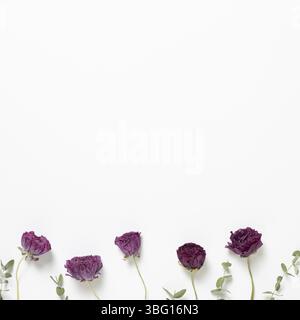Fiori di ranuncolo viola secchi e foglie di eucalipto su sfondo bianco. Composizione floreale, piatto, vista dall'alto, spazio per copie Foto Stock