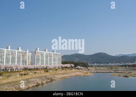 Parco sul fiume Miryang e edificio di appartamenti con fiori di ciliegio a Miryang, Corea Foto Stock
