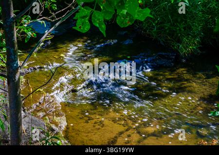 Primo piano di un ruscello coperto poco profondo che scorre sopra le rocce circondato da una crescita eccessiva Foto Stock