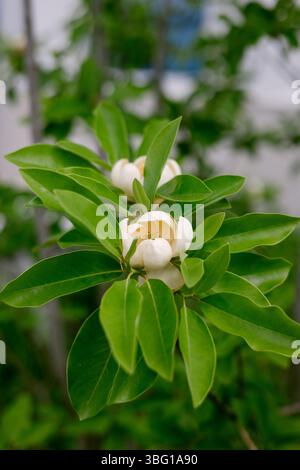 Delicate gemme di magnolia bianca emergono da foglie verdi vibranti, che mostrano la bellezza della primavera in un tranquillo giardino. Foto Stock
