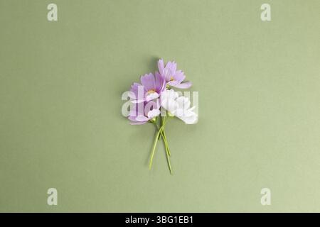 Fiori comuni di cosmo su sfondo verde kaki. Vista dall'alto, spazio copia Foto Stock