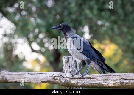 Hooded Crow, un corvo nero e grigio della famiglia Corvidae, chiamato anche Corvus Cornix, che si trova sulla recinzione. Foto Stock