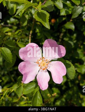 Rosa canina Rosa canina Foto Stock