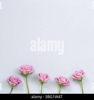 Rosa fiori su sfondo blu. Composizione floreale, posa piatta, vista dall'alto, spazio per la copia Foto Stock