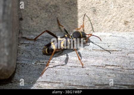 Scarabeo WASP (Clytus arietis), uno scarabeo longhorn con strisce nere e gialle, Wasp Mimic, Inghilterra, Regno Unito Foto Stock