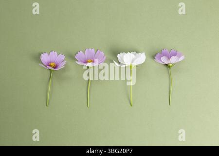 Fiori comuni di cosmo su sfondo verde kaki. Vista dall'alto, spazio copia Foto Stock