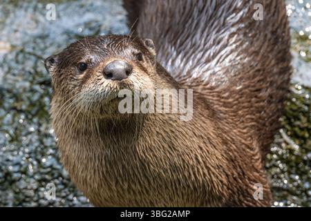 Lontra di fiume nordamericana (Lontra canadensis) presso il Yellow River Wildlife Sanctuary di Lilburn, Georgia, appena ad est di Atlanta. (USA) Foto Stock