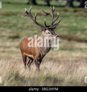Maschio dei cervi rossi Foto Stock