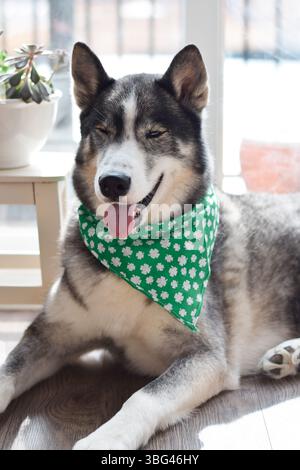 Ritratto del cane Husky che indossa una bandana verde di St Patricks Day seduta con la lingua fuori Foto Stock