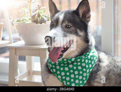 Ritratto del cane Husky che indossa una bandana verde di St Patricks Day seduta con la lingua fuori Foto Stock
