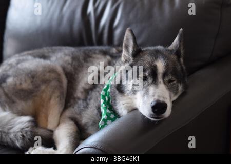 Ritratto di un cane Husky che indossa una bandana verde di St Patricks Day sdraiata su un divano che dorme Foto Stock