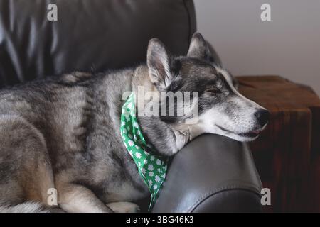 Ritratto di un cane Husky che indossa una bandana verde di St Patricks Day sdraiata su un divano che dorme Foto Stock