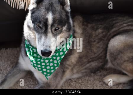 Ritratto del cane Husky che indossa una bandana verde di St Patricks Day che sembra stanca Foto Stock