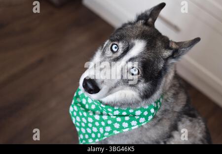 Ritratto di un cane Husky che indossa una bandana verde di St Patricks Day che guarda verso la fotocamera Foto Stock