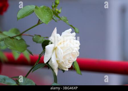 Foto macro di una rosa bianca. Bellezza naturale in un giardino di fronte a un edificio, circondato da foglie verdi e cime di rose. Foto Stock