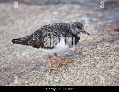 Turnstone Foto Stock