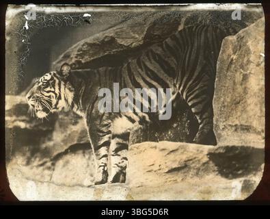 Una fotografia del 1913 di una tigre allo zoo della New York Zoological Society, che in seguito divenne parte dello zoo del Bronx. L'immagine cattura la tigre nel suo recinto, una popolare mostra dell'epoca. Foto Stock