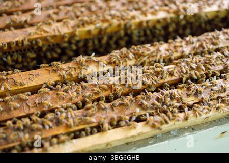 Apicoltura, coltivazione di api in agricoltura processo agricolo per estratto di miele, alimento naturale altamente nutrizionale da insetto pericoloso. Foto Stock